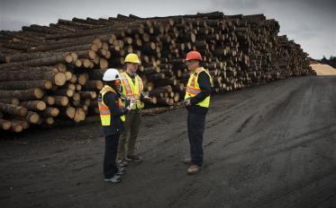 An image representing forestry industry with 3 people wearing head gear and ear protection around wood logs